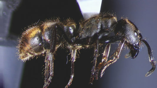 Whats a Pseudoneoponera oculata ?