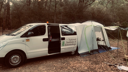 Insect Survey at Big River