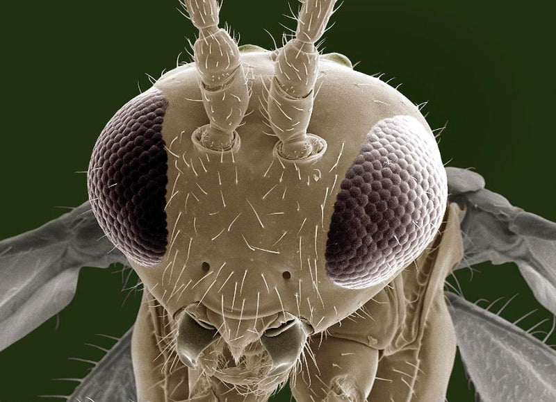 INSECT MORPHOLOGY AND STRUCTURE (Cert) Module 2 - Early 2026. Course Duration: 2 Weeks