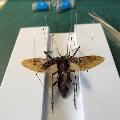 ON-LINE Specimen Pinning