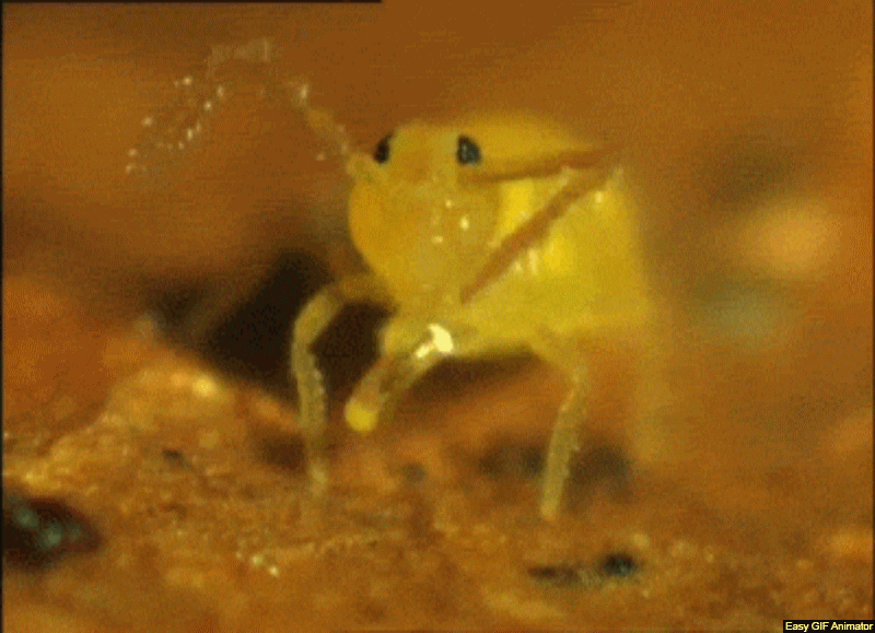 THE ENTOGNATHOUS HEXAPODS (Cert) - Early 2026. Course Duration: 2 Weeks