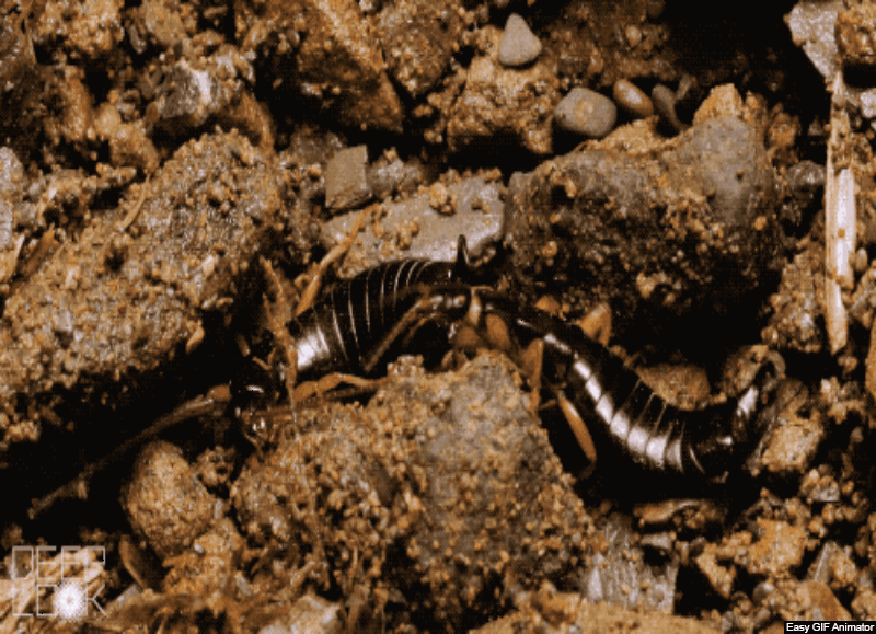 THE DERMAPTERA (Cert) - Mid 2026. Course Duration: 2 Weeks