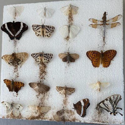 ON-LINE Protecting a Collection