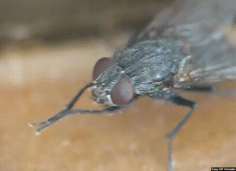 THE DIPTERA (Cert) - Early 2026. Course Duration: 2 Weeks