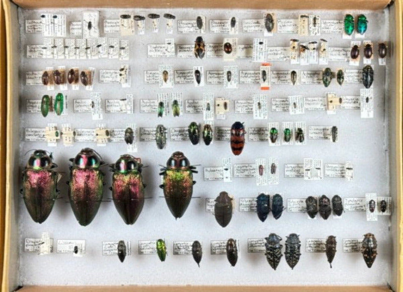 COLLECTION VALUATION