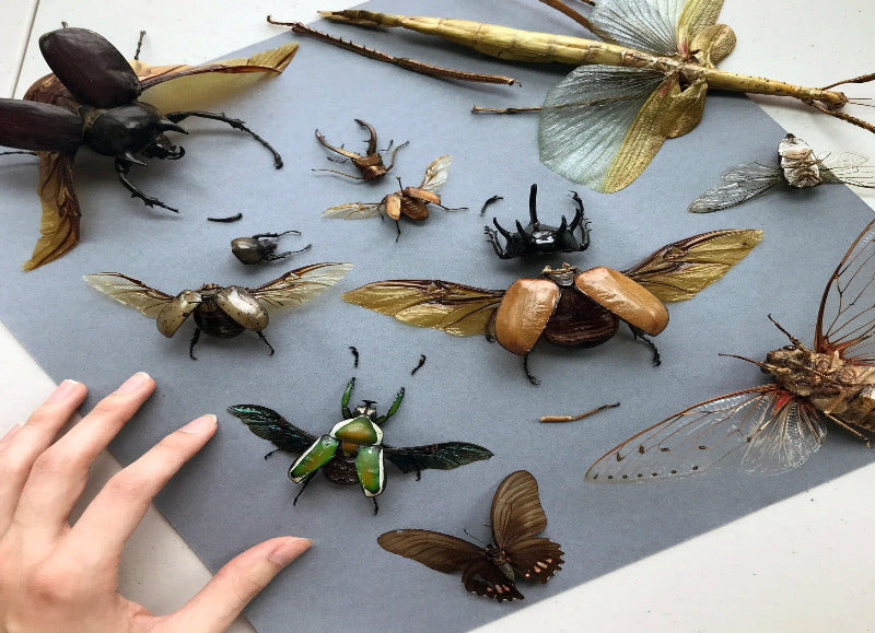 SPECIMEN REPAIR / RESTORATION