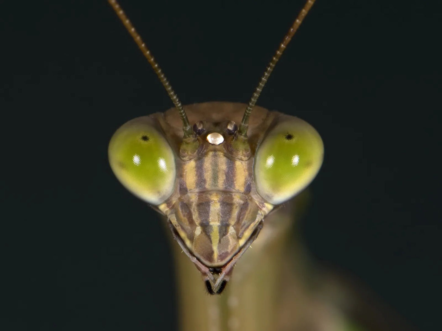 THE MANTODEA (Cert) - Early 2026. Course Duration: 2 Weeks