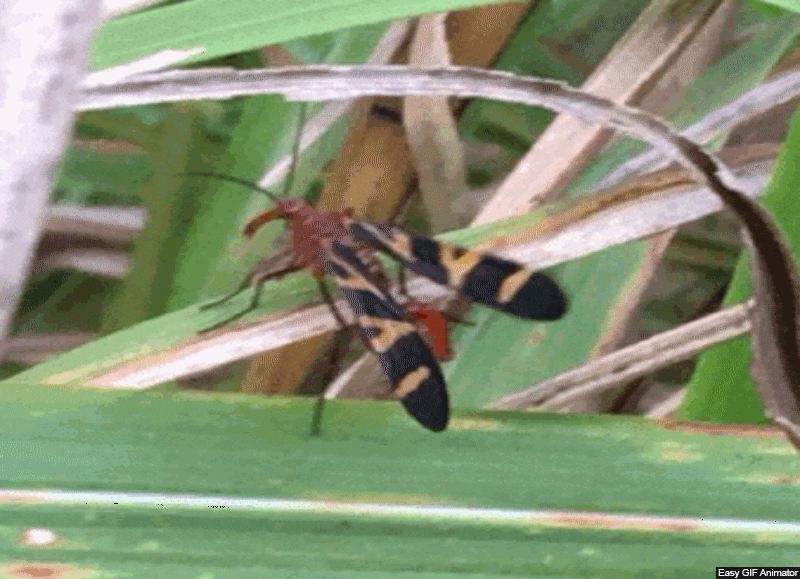 THE MECOPTERA (Cert) - Mid 2026. Course Duration: 2 Weeks