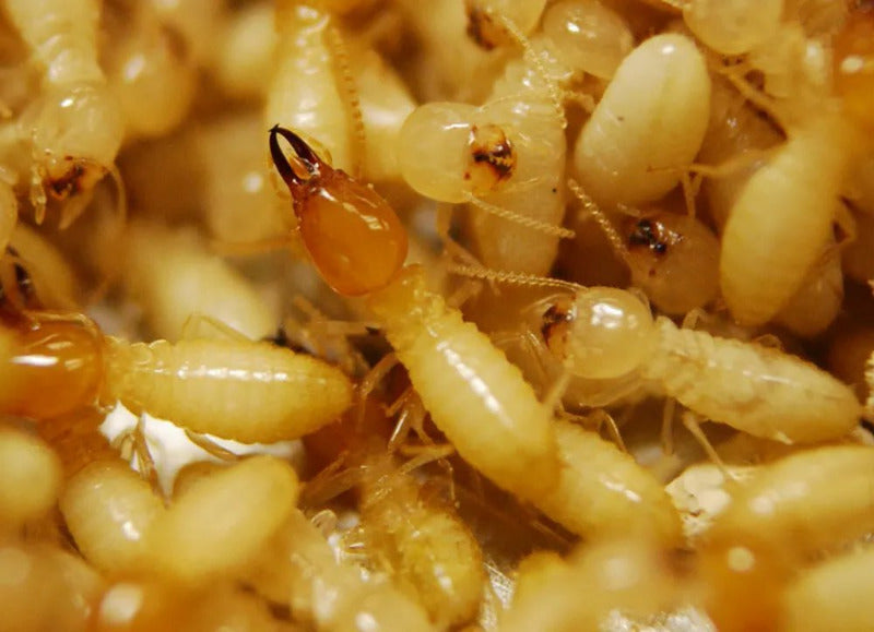 THE ISOPTERA (Cert) - Mid 2026. Course Duration: 2 Weeks