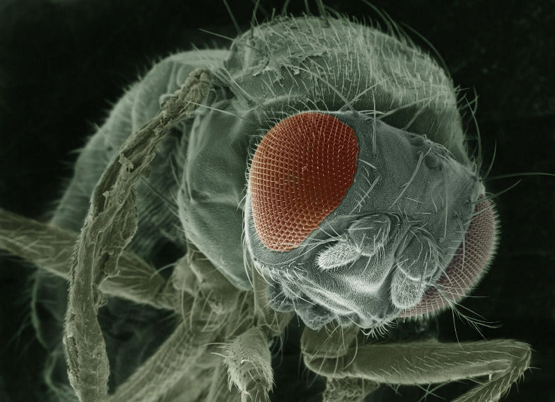 FUNDAMENTALS OF ENTOMOLOGY (Cert) - Early 2026. Course Duration: 3 Weeks