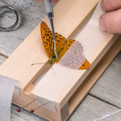 ON-LINE Setting Butterflies and Moths