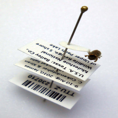 ON-LINE How to Point Specimens