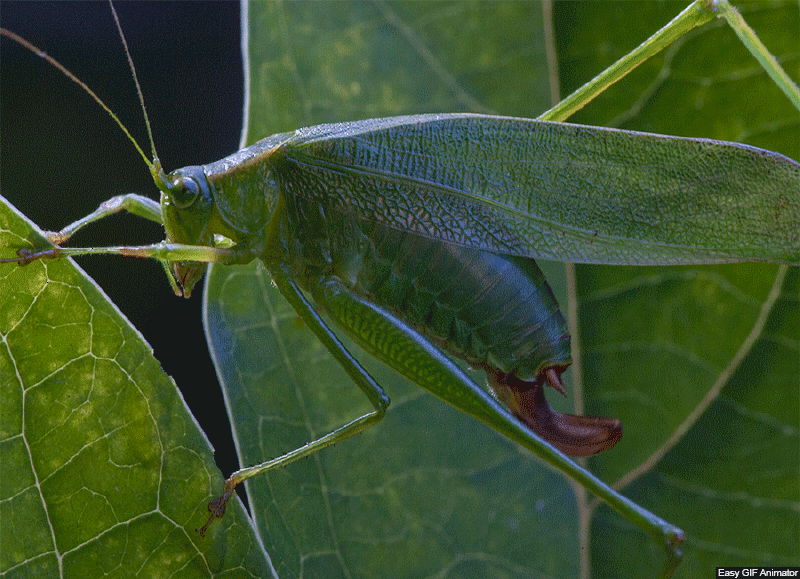 THE ORTHOPTERA (Cert) - Early 2026. Course Duration: 2 Weeks