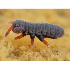 THE SOIL MICROFAUNA (Cert) - Early 2026. Course Duration: 2 Weeks