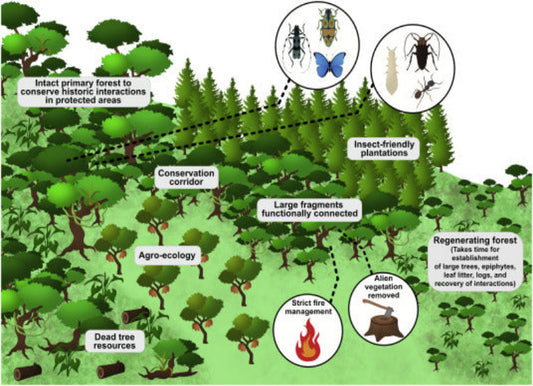 THE BASICS OF INSECT CONSERVATION. Course Duration: 2 Hours