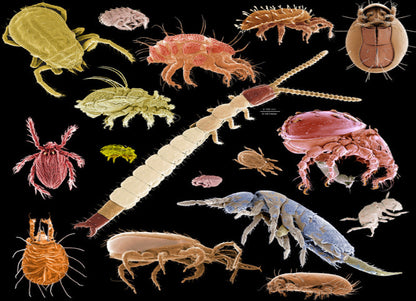 THE SOIL MICROFAUNA (Cert) - Early 2026. Course Duration: 2 Weeks