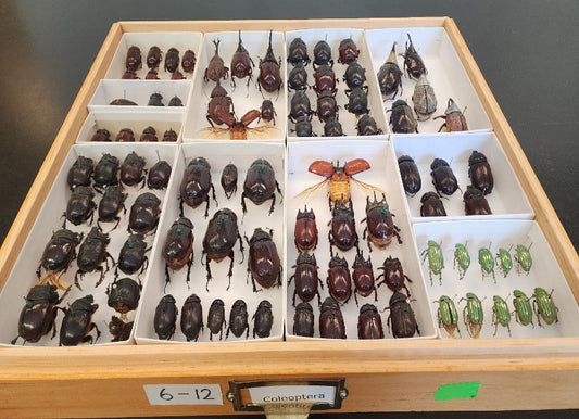INTRODUCTION TO ENTOMOLOGY (Certificate Course 1) 15th October 2025. Course Duration: 4 Weeks