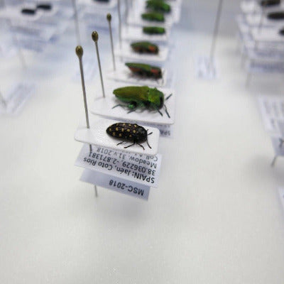 Double Mounting Insect ENTOMOLOGY WORKSHOPS – National Institute of Entomology