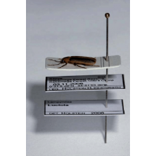 ON-LINE Carding An Insect