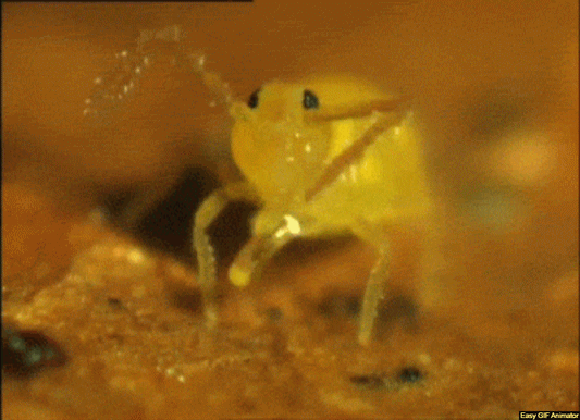 THE ENTOGNATHOUS HEXAPODS (Cert) - Early 2026. Course Duration: 2 Weeks