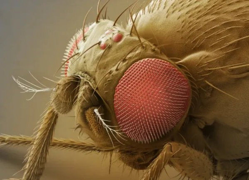 INSECT MORPHOLOGY AND STRUCTURE (Cert) Module 1 - Early 2026. Course Duration: 2 Weeks