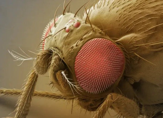 INSECT MORPHOLOGY AND STRUCTURE Module 1 (Certificate Course) Early 2026. Course Duration: 2 Weeks
