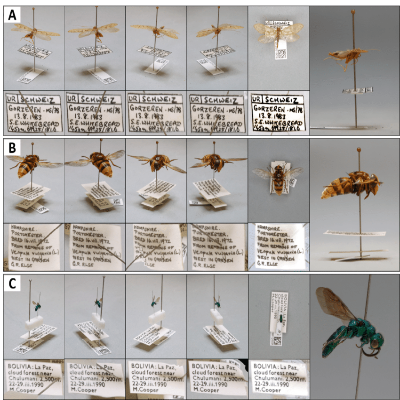 ON-LINE Labelling Specimens
