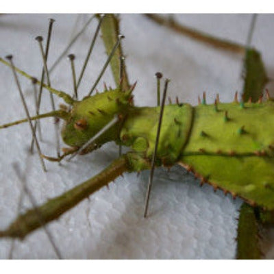 ON-LINE Specimen Pinning