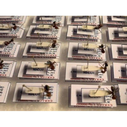 THE ANTS - AN INTRODUCTION (Certificate Course) November 12 - 26 2025. Course Duration: 3 Weeks