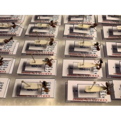 THE ANTS - AN INTRODUCTION (Certificate Course) November 12 - 26 2025. Course Duration: 3 Weeks