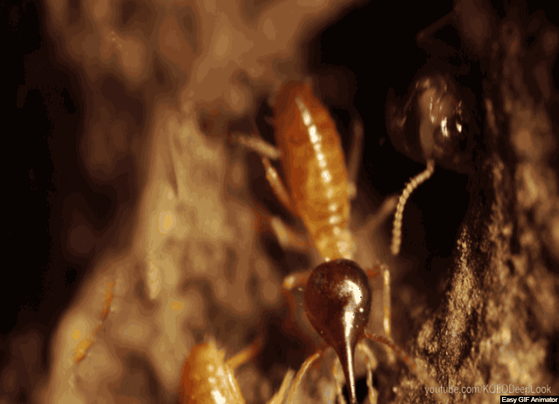 THE ISOPTERA (Cert) - Mid 2026. Course Duration: 2 Weeks