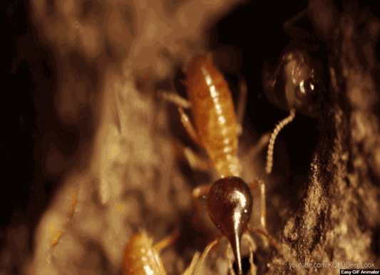 THE ISOPTERA (Cert) - Mid 2026. Course Duration: 2 Weeks
