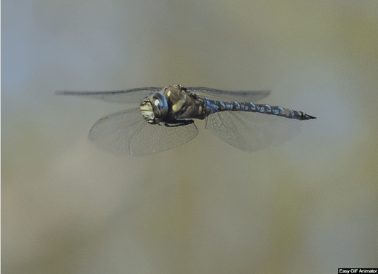 THE ODONATA (Cert) - Early 2026. Course Duration: 2 Weeks