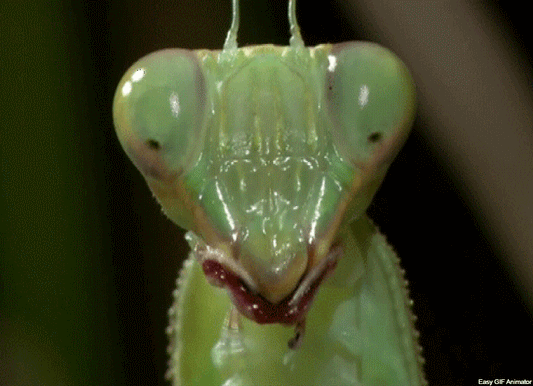 THE MANTIDS (Certificate Course) Early 2026. Course Duration: 2 Weeks