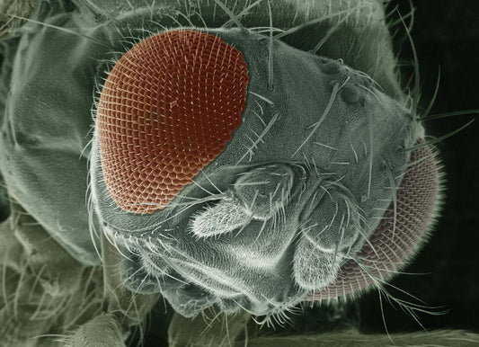 FUNDAMENTALS OF ENTOMOLOGY Early 2026. Course Duration: 3 Weeks