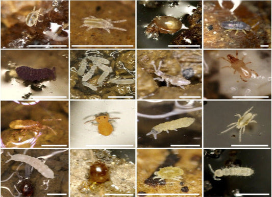Examples Microfauna FUTURE COURSES – National Institute of Entomology