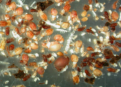 THE SOIL MICROFAUNA (Cert) - Early 2026. Course Duration: 2 Weeks