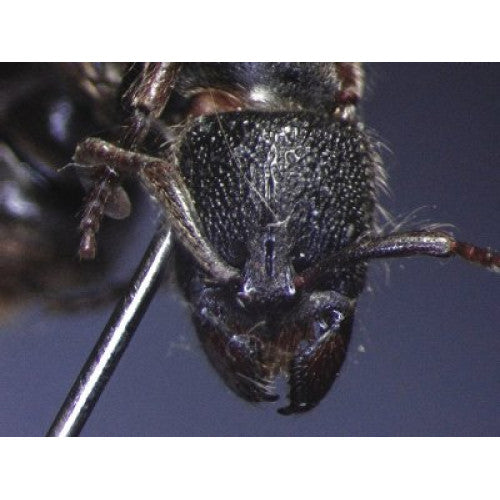 THE ANTS - AN INTRODUCTION (Certificate Course) November 12 - 26 2025. Course Duration: 3 Weeks