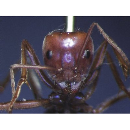 THE ANTS - AN INTRODUCTION (Certificate Course) November 12 - 26 2025. Course Duration: 3 Weeks