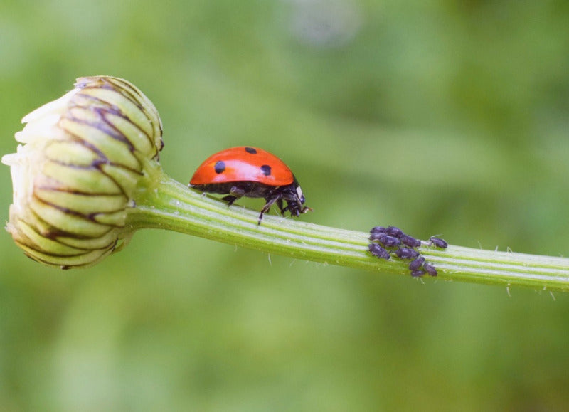 NATURAL PEST CONTROL