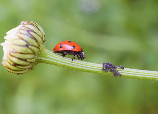 NATURAL PEST CONTROL