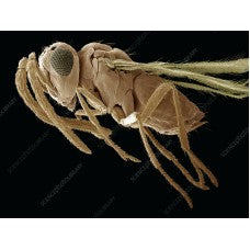 INSECT MORPHOLOGY AND STRUCTURE Module 2 (Certificate Course) 14 OCTOBER - 21 OCTOBER 2025. Course Duration: 2 Weeks