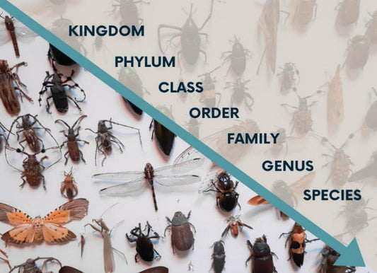 INTRODUCTION TO INSECT CLASSIFICATION. Course Duration: 2 Hours