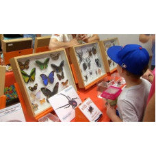 ON-LINE Junior Entomology Group TERM 3 (The National Junior Bug Club). EACH WEEK