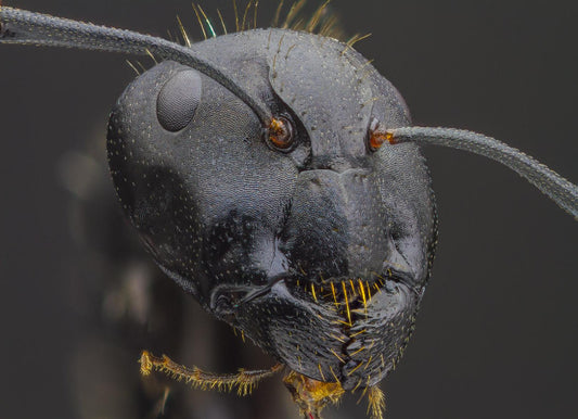 THE ANTS - AN INTRODUCTION (Certificate Course) Early 2026. Course Duration: 3 Weeks