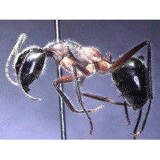 THE ANTS - AN INTRODUCTION (Certificate Course) November 12 - 26 2025. Course Duration: 3 Weeks