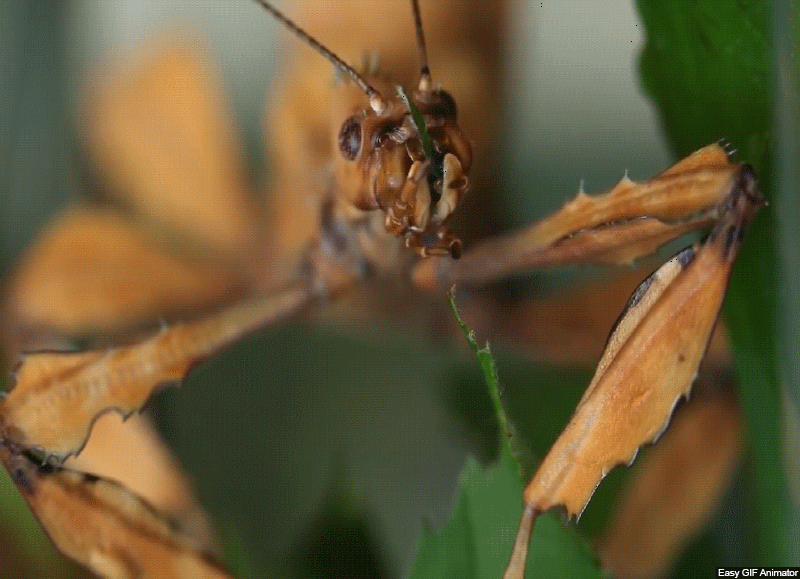 THE PHASMATODEA (Cert) - Mid 2026. Course Duration: 2 Weeks