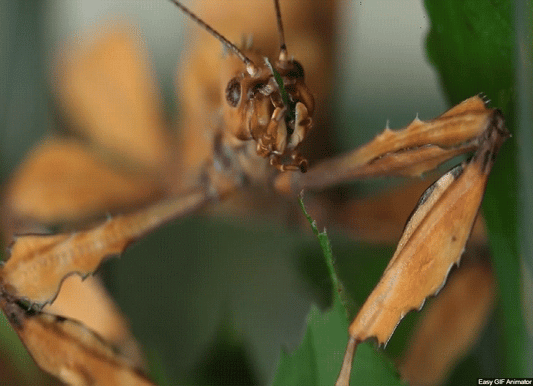 THE PHASMATODEA (Cert) - Mid 2026. Course Duration: 2 Weeks