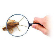 IDENTIFICATION SERVICE