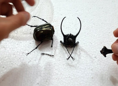 SPECIMEN RESTORATION AND REPAIR